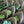 Load image into Gallery viewer, Dizajn No153
