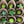 Load image into Gallery viewer, Dizajn No153

